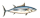 Daily Albacore Report